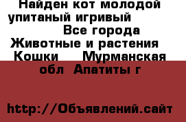 Найден кот,молодой упитаный игривый 12.03.2017 - Все города Животные и растения » Кошки   . Мурманская обл.,Апатиты г.